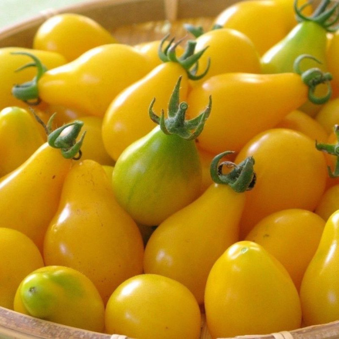 Насіння томату «Груша жовта»