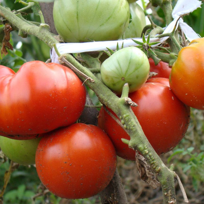Tomato seeds «Thick Jack» 