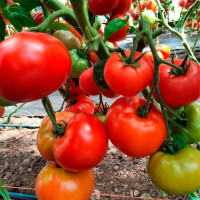 Насіння томату «Король ранніх»