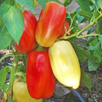 Семена перца сладкого «Зоржа»