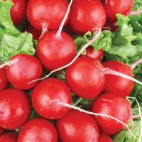 Radishes seeds «Snowdrop»