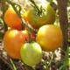Tomato seeds «Ozharovsky gold» 