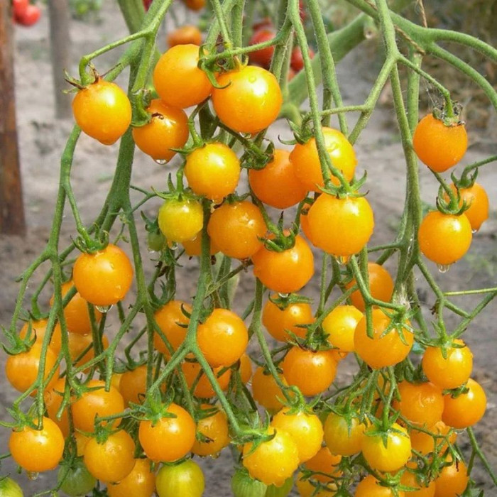 Tomato seeds «Cherry golden» 