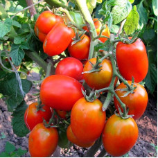 Tomato seeds «Petrusha-gardener» 