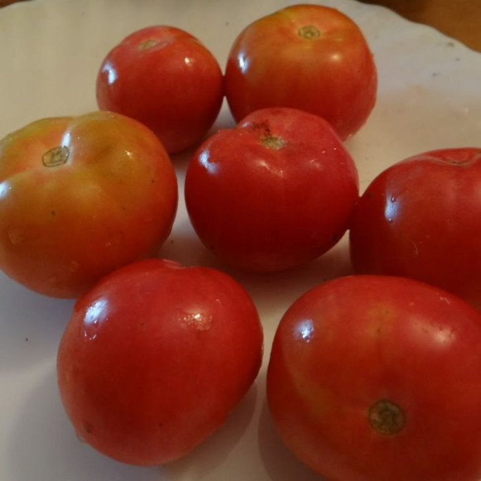 Tomato seeds «White filling» 