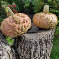 Насіння гарбуза «Potiron Galeux d'Eysines»