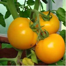Tomato seeds «Friendship» 