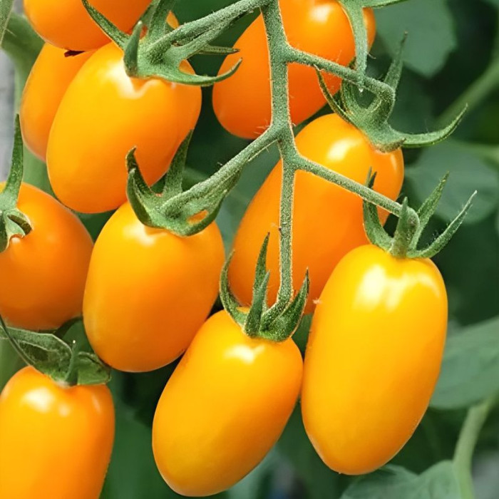 Насіння томату «Оберіг»