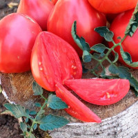 Tomato seeds «Budenovka pink» 