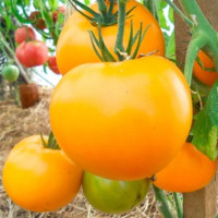 Семена томата «Жираф»