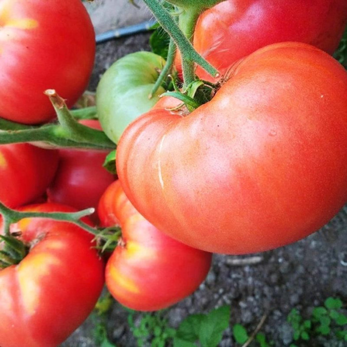 Tomato seeds «Mikado red» 