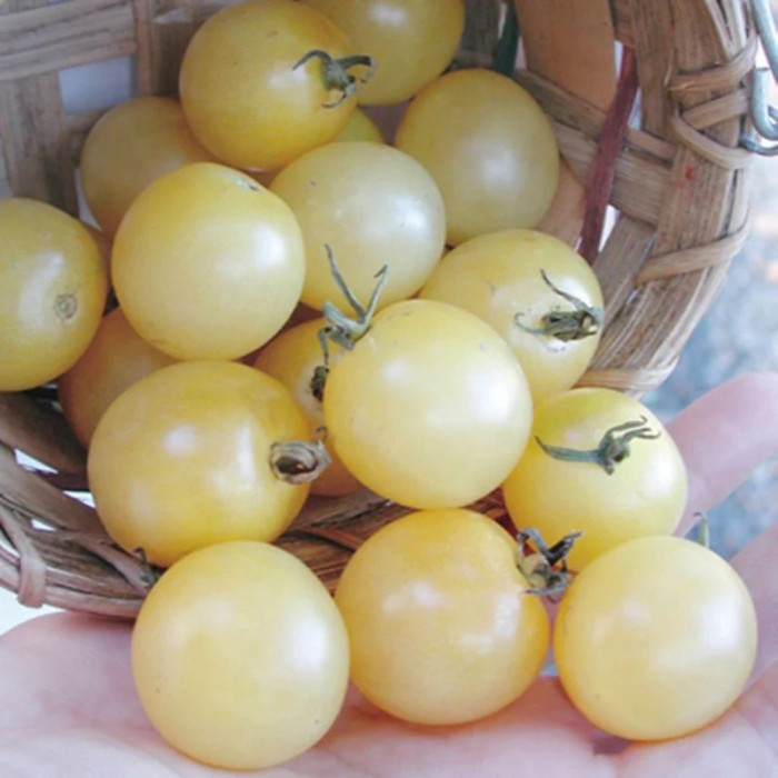 Tomato seeds «Cherry snowy» 