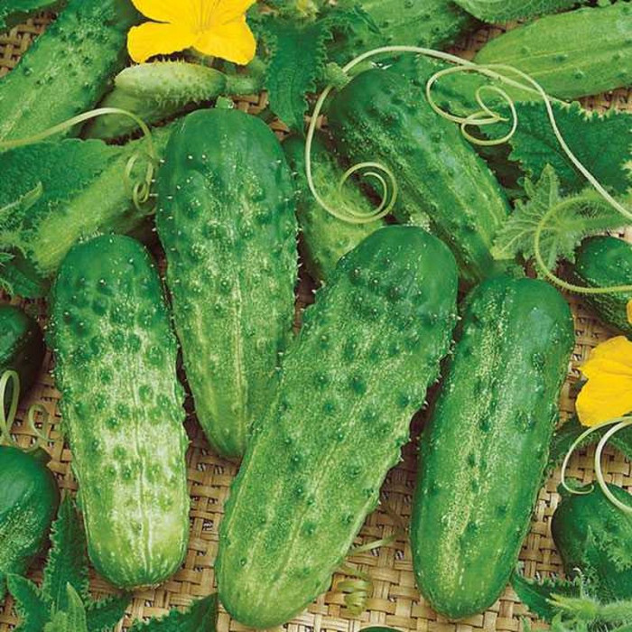 Cucumber seeds ««Envy of your neighbor» F1