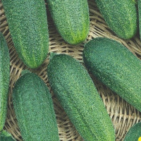 Насіння огірка «Морінга» F1