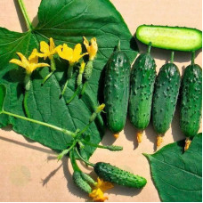 Cucumber seeds «Indoor» F1