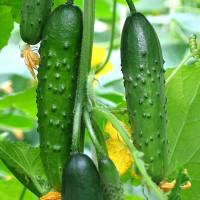 Cucumber seeds «Cuckoo» F1