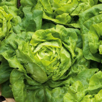 Salad seeds «Evelina»