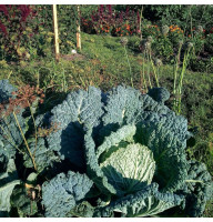 Savoy cabbage seeds «Vertus»
