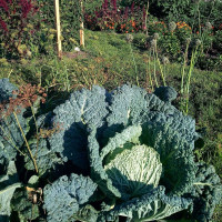 Savoy cabbage seeds «Vertus»
