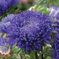 Насіння айстри «Блауер турм»