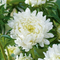 Насіння айстри «Німфа»