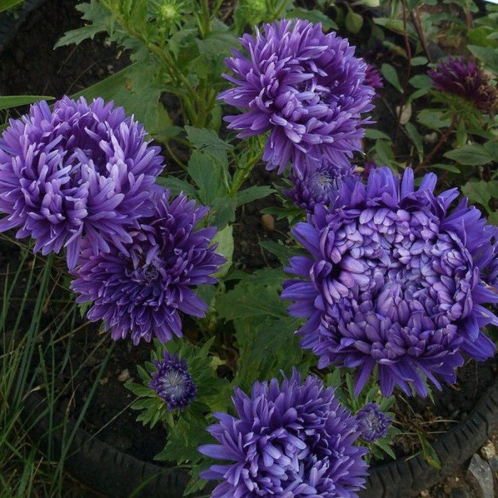 Aster seeds «Purple peony»
