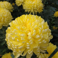 Aster seeds «Sonata»