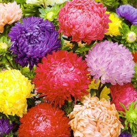 Aster seeds «King size»