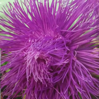 Насіння айстри «Парсіфаль»