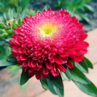 Aster seeds «Serenade»