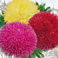 Семена астры «Художественная смесь»