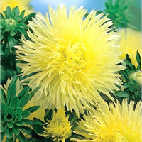 Aster seeds «Electra»