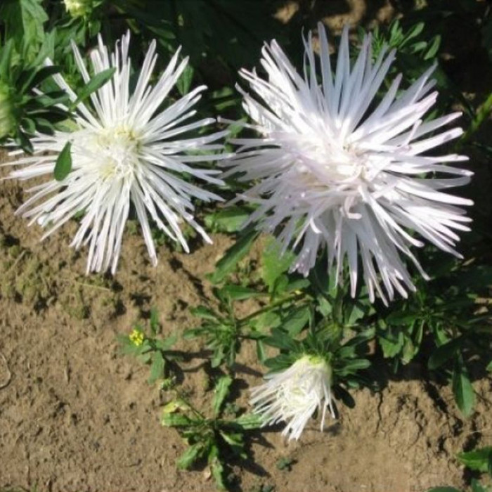 Aster seeds «Isolde»