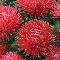 Aster seeds «Sorel»