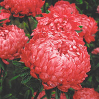 Насіння айстри «Ротер турм»