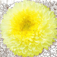 Насіння айстри «Сяйво»