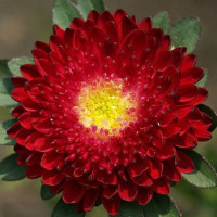 Насіння айстри «Борд»