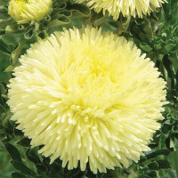 Семена астры «Злата»