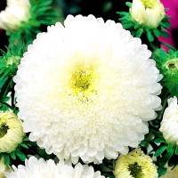 Семена астры «Карина»