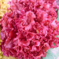 Насіння салату «Кучерий червоний»