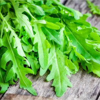 Семена рукколы «Оливетта»