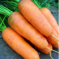 Семена моркови «Алёнка»