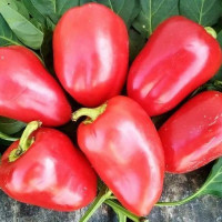 Семена перца сладкого «Винни Пух»