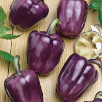 Sweet pepper seeds «Oda»