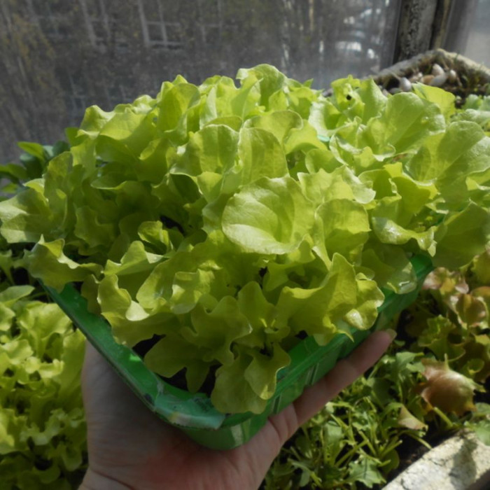 Salad seeds «Green coral»