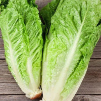 Salad seeds «Parisian»