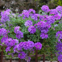 Насіння вербени ампельної «Лілово-блакитна»