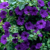 Семена петунии «Блю Бедер»