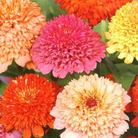 Zinnia scabiosa seeds (mix)