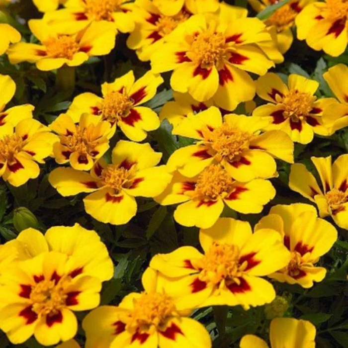 Marigold seeds «Legion of Honor»